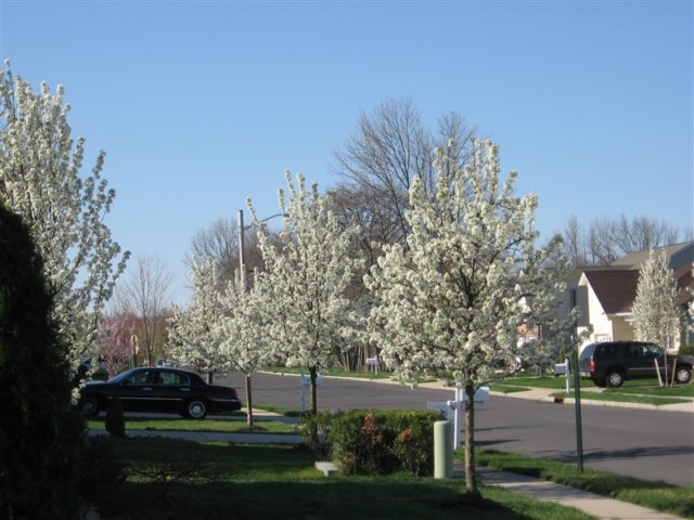 a1springtimeatheatherwood2009.jpg