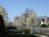 a1springtimeatheatherwood2009_small.jpg