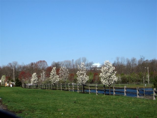 a2springtimeatheatherwood2009.jpg