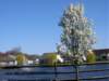 a3springtimeatheatherwood_small.jpg